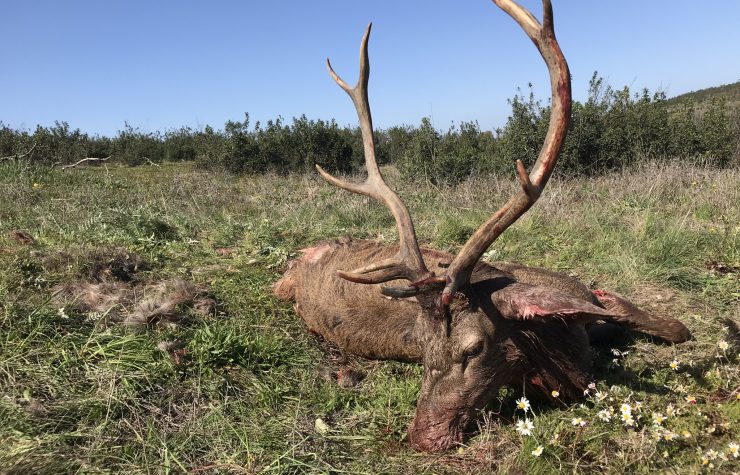 Montería en Los Almendros