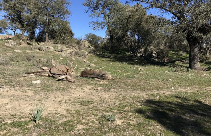 Montería en Los Morrones
