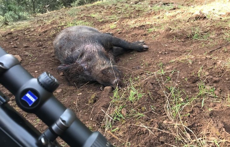 Montería en Jarallana