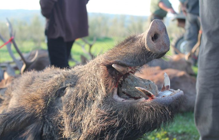 Montería en Carrascosa de Tajo II