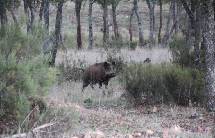 Montería en Loma Madroñalejo