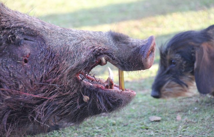 Montería en Los Puertos.