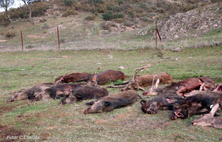 Montería en El Casco Alto