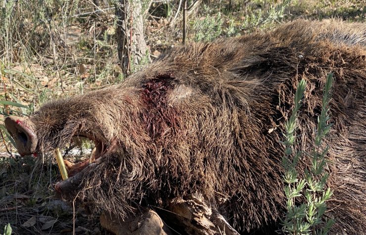 Montería en La Gamonosa