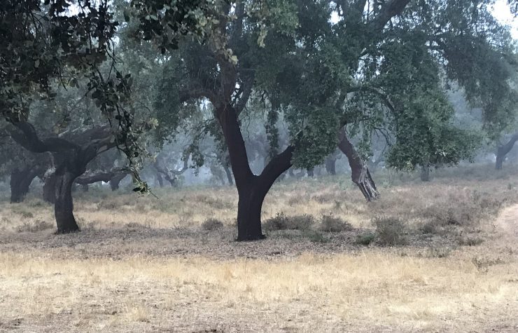 Montería en La Loma del Alcornocal