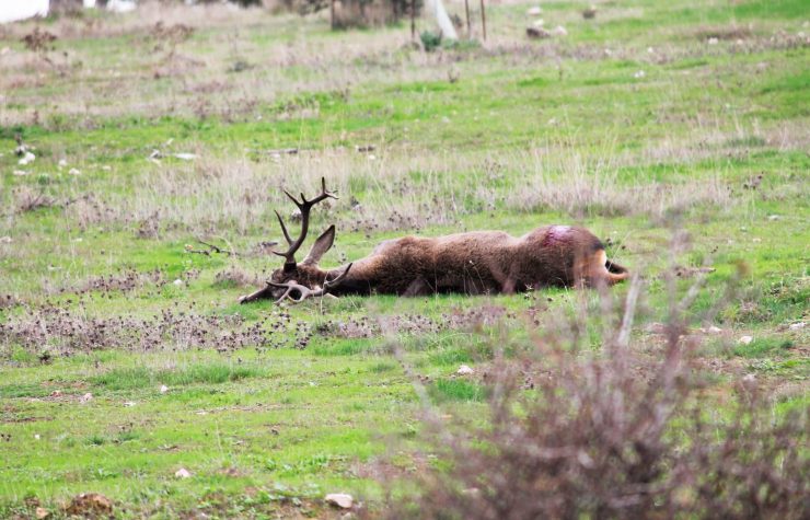 Montería en El Carnero