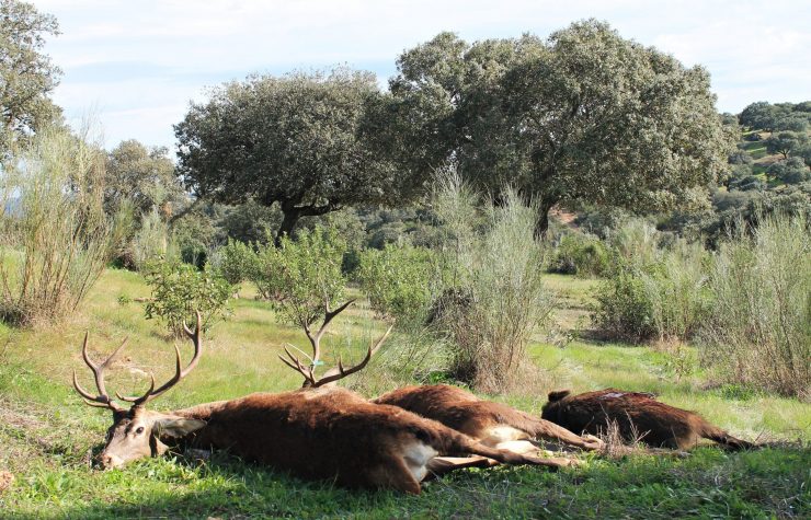 Montería en El Pedregoso