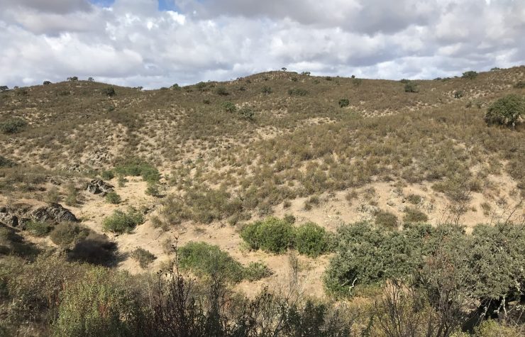 Montería en La Umbría del Abulagar