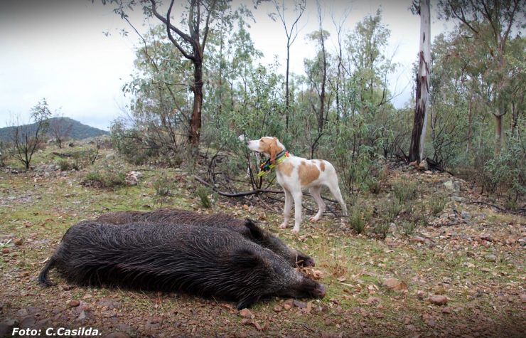 Montería en Las Norias