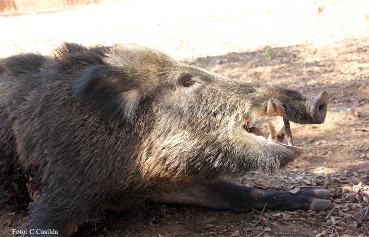 Montería en Charquillo