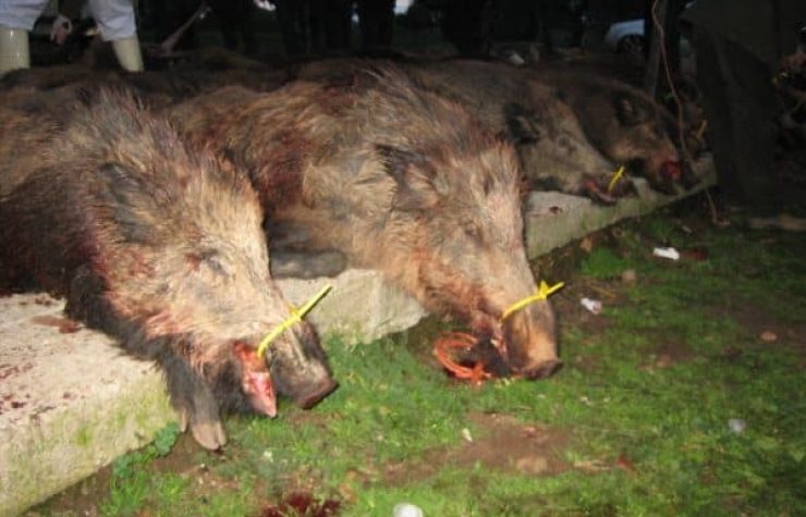 Montería en Las Sierras