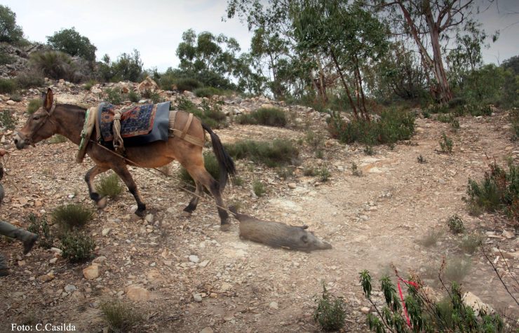 Montería en El Pantano