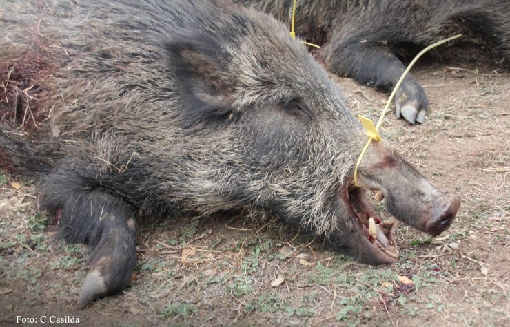 Montería en Los Cerros