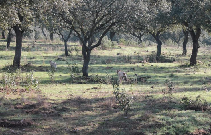 Montería en Navavaca