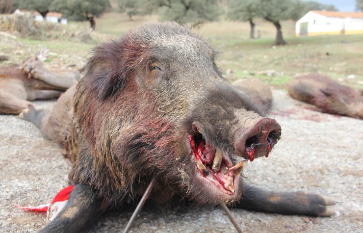 Montería en La Marra