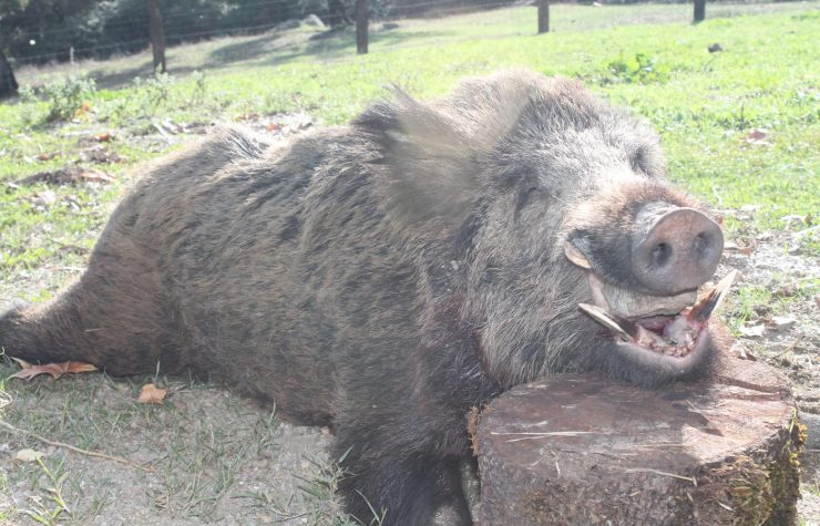 Montería en La Paula.