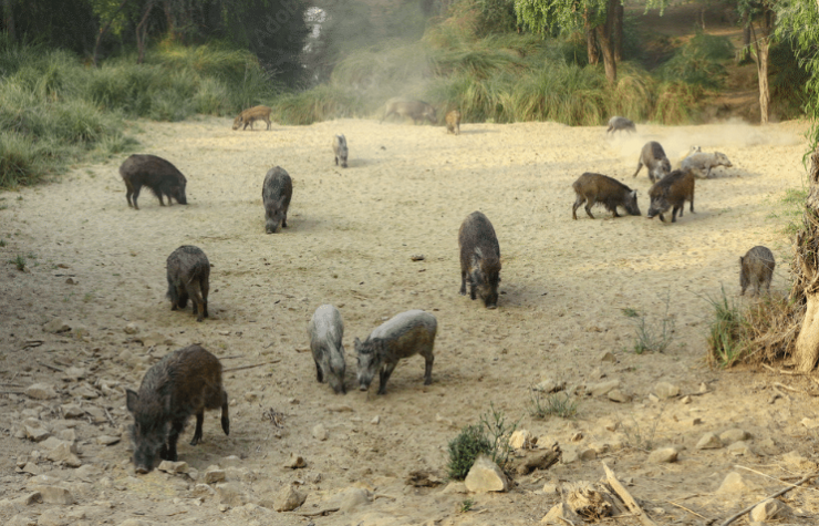 Montería en Mezquetillas