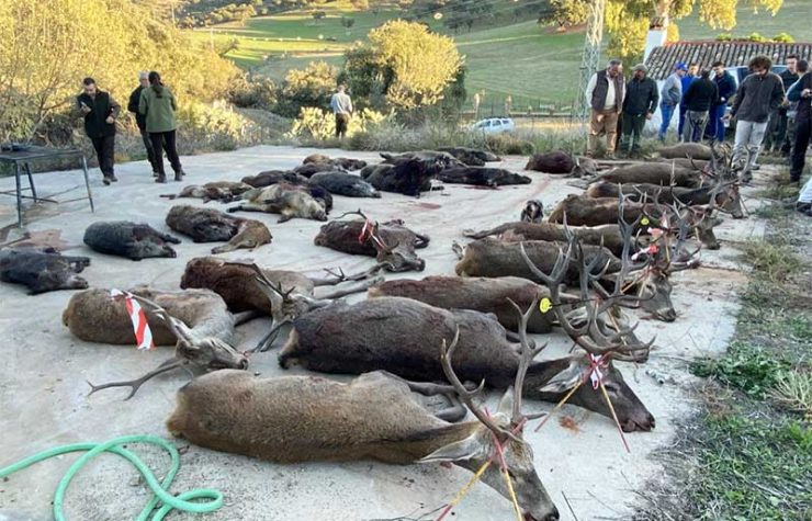 Montería en La Charneca