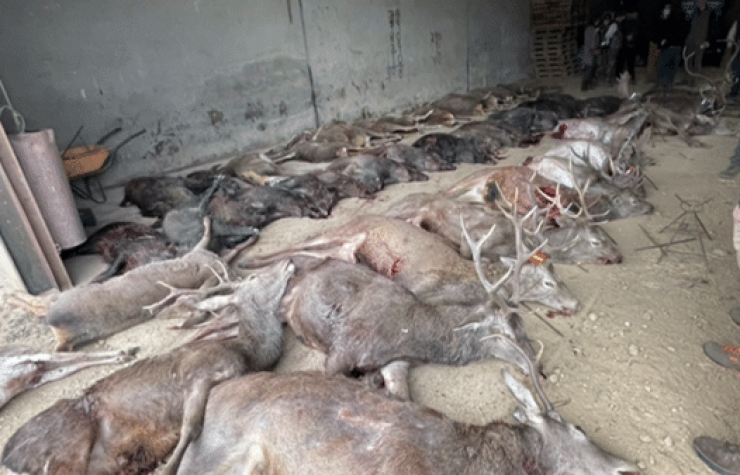 Montería en La Herguijuela Del Saliente