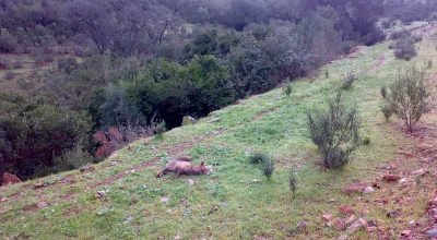 Montería en El Baquillo