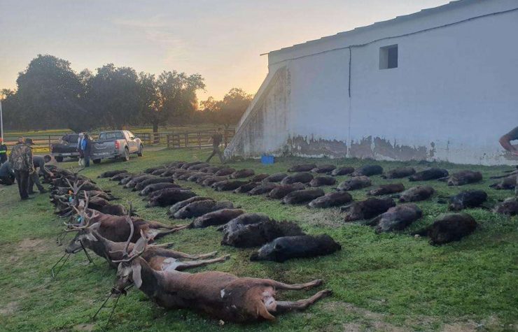 Montería en Los Valles - Navalahierba