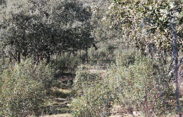 Montería en Fuente del Campo