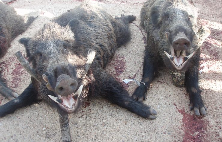 Montería en Navalacebolla