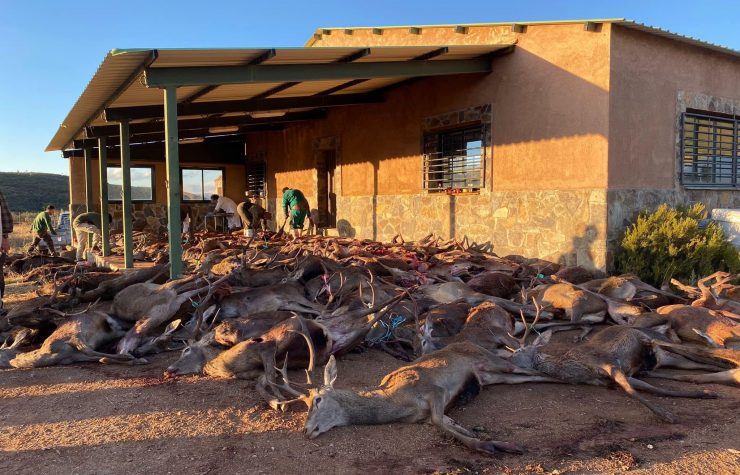 Montería en Valle del Castaño