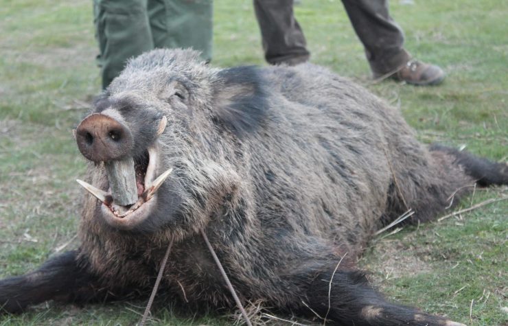 Montería en el Manzano