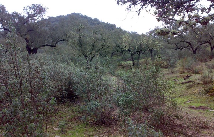 Montería en Las Morras