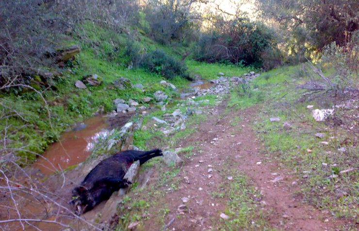Montería en El Corcho