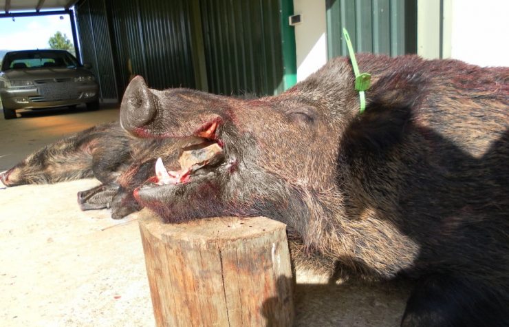 Montería en El Tiñoso