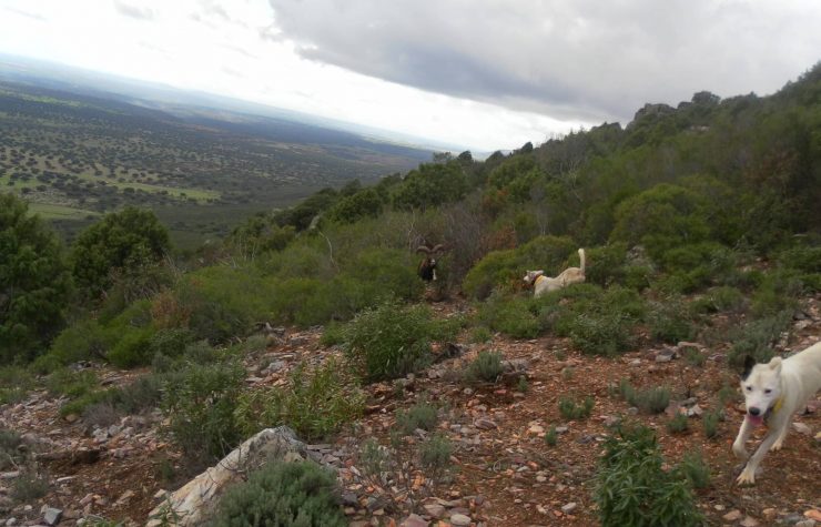 Montería en La Mancha en Medio
