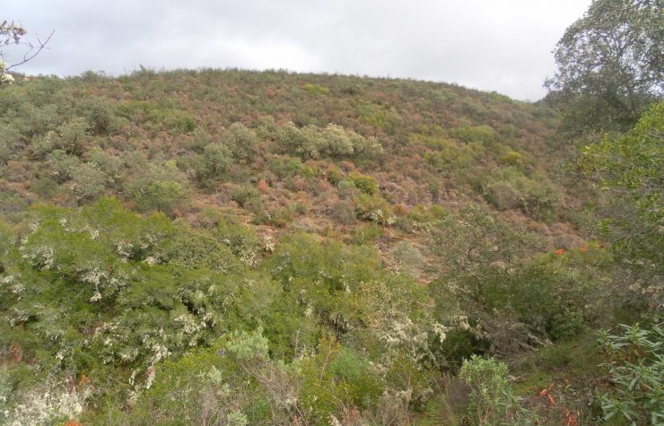 Montería en Mancha en Medio