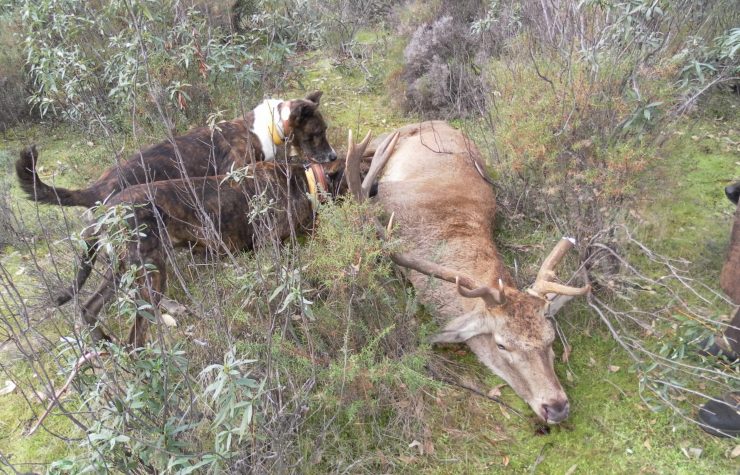 Montería en la Nava.
