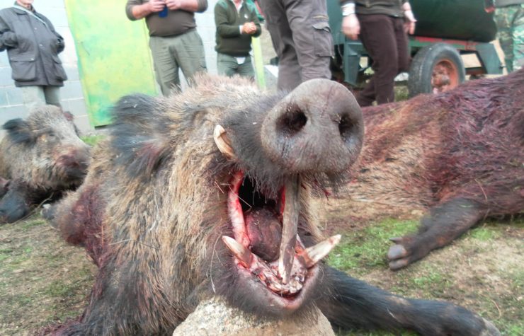 Montería en La Cantera