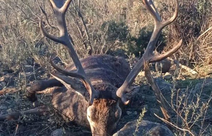 Montería en Hoya del Mortero
