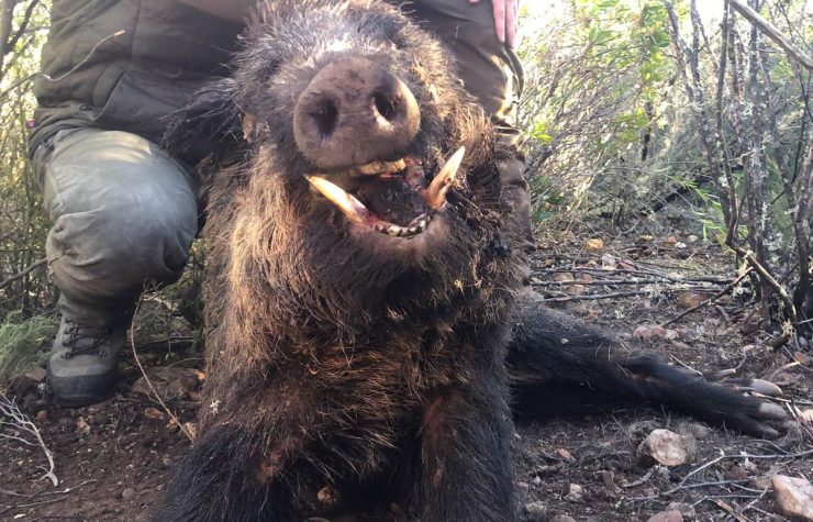 Montería en Silvadillo los Pachorras