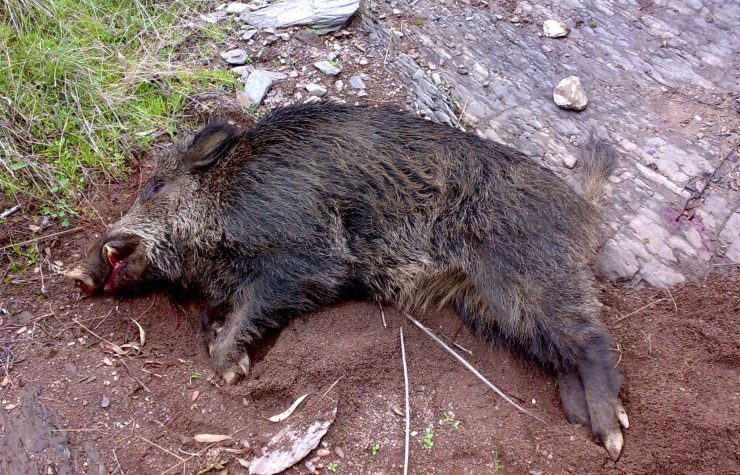 Montería en Peña Horadada.