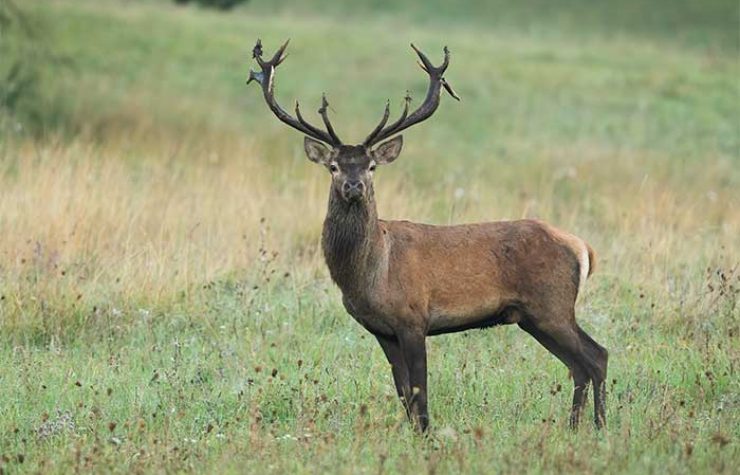 Montería en Villamando