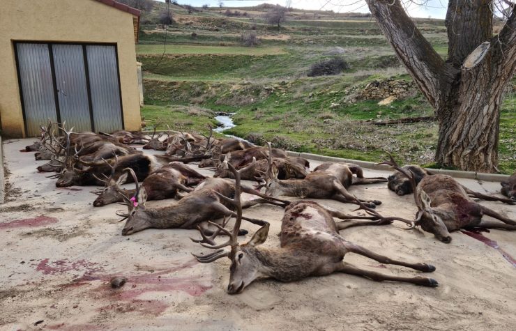Montería en Piqueras