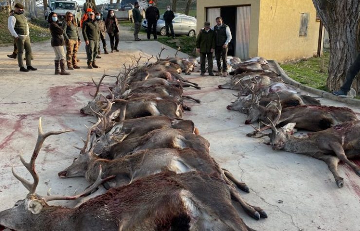 Montería en Piqueras