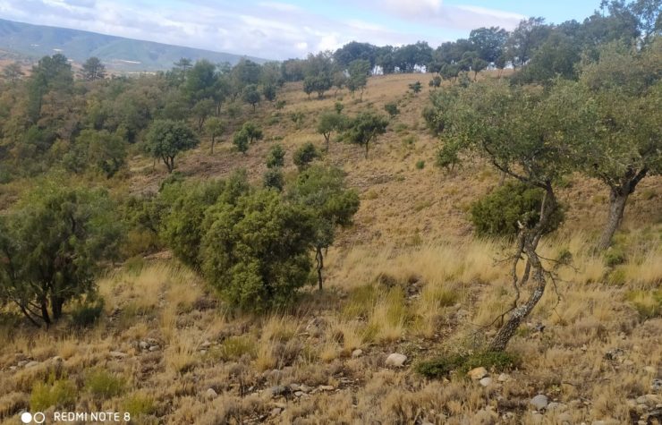 Montería en Cabeza Mazo
