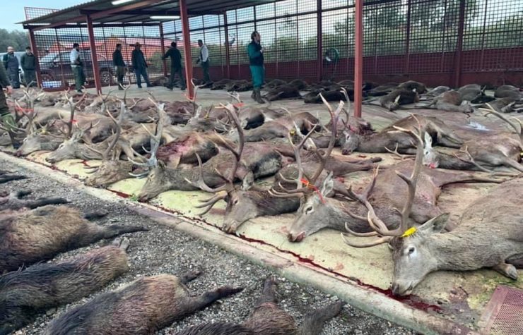 Montería en Troyano