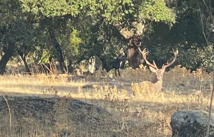 Montería en La Onza Grande