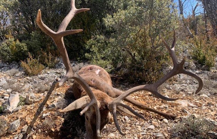 Montería en Piqueras
