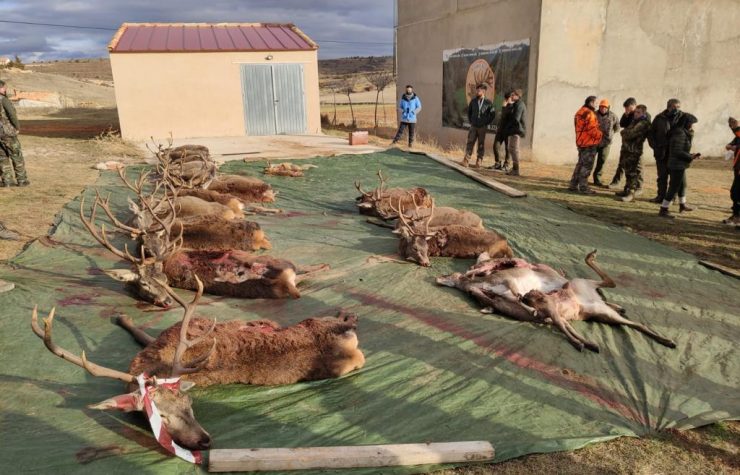 Montería en Tordellego