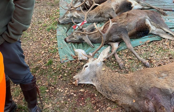 Montería en Baños de Tajo