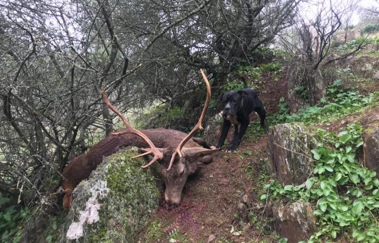 Montería mixta en el Viso del Marqués.