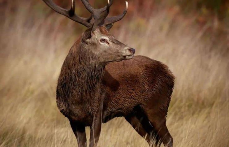 Montería en El Manantial